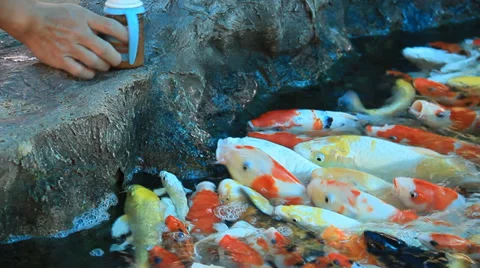Fish feeding Stock Footage 34457162