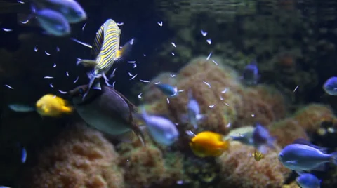 Fish Feeding Stock-Footage 35839402