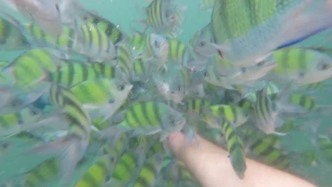 Fish feeding Video stock 203468258