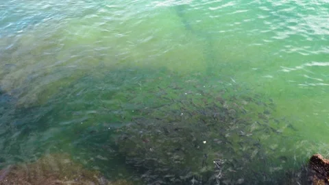 Fish feeding Stock Footage 243427853