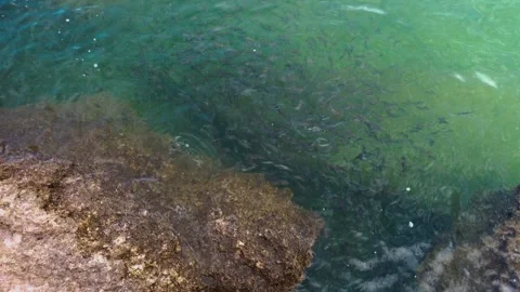 Fish feeding Stock Footage 243427865