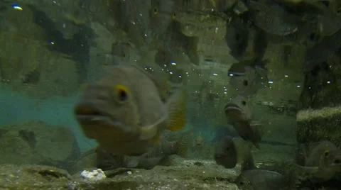 Fish feeding frenzy swim and eat underwa, Stock Video