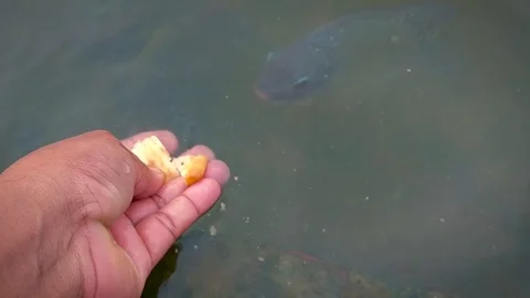 Fish feeding from hand Stock Footage 117039554