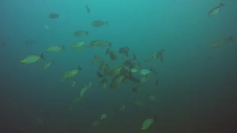 Fish feeding on jellyfish Stock Footage 132467445