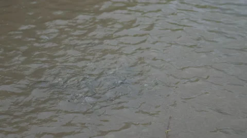 Fish feeding in pond of slow motion video Video stock 221593989