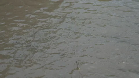 Fish feeding in pond of slow motion video Video stock 221593997
