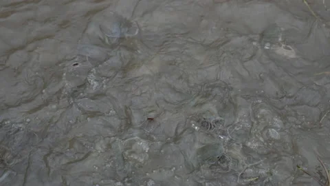 Fish feeding in pond of slow motion video Stock-Footage 221594958