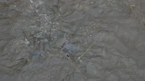 Fish feeding in pond of slow motion video Stock Footage 221594972