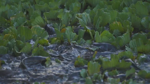 Fish feeding in pond slow motion vedio in countryside Stock-Footage 242831681