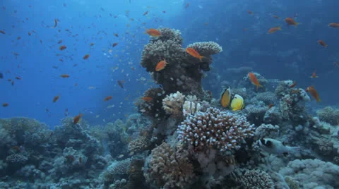 Fish feeding at the reef Stock Footage 22729441