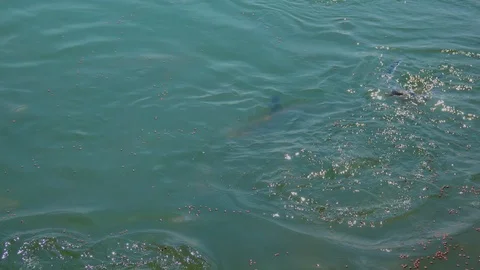 Fish feeding in river of dam  Stock Footage 105475204
