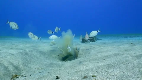 Fish Feeding on Sewage Outflow from Underwater Pipe Stock Footage 333843487