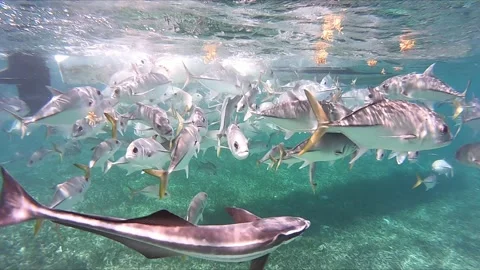 Fish feeding by side of boat 스톡 동영상 168527424