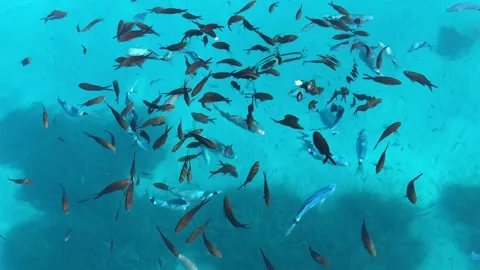 Fish feeding on the surface of the water Stock Footage 171772938