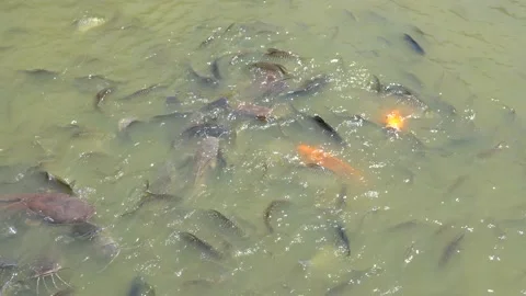 Fish Feeding in Thai temple. Stock Footage 137486856