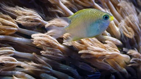 Fish Feeding On Tiny Particles By Coral 스톡 동영상 73939295