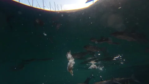 Fish feeding underwater. Stock Footage 278987099