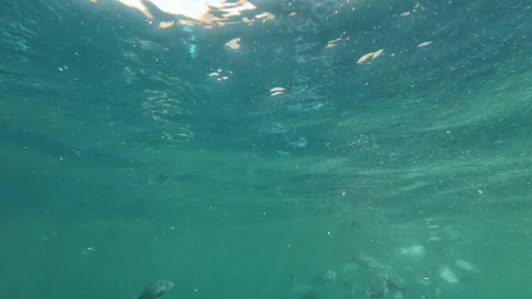 Fish feeding underwater. Stock Footage 279088579