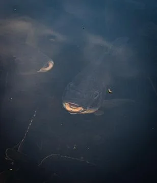 Fish Feeding at Water Surface Dark Pond Florida Close-Up Stock Photos