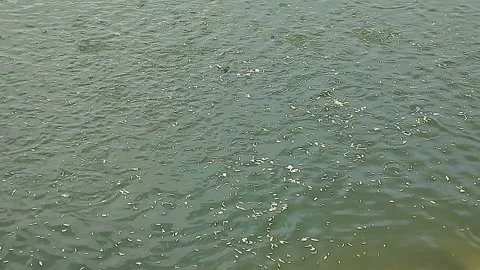 Fish Feeding at Water Surface With Floating Food and Freshwater Ripples Stock Footage 348673414