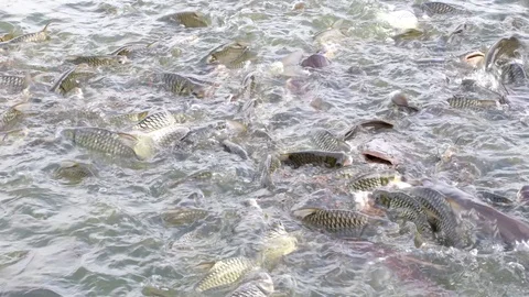 Fish feeding1 Stock Footage 120457778