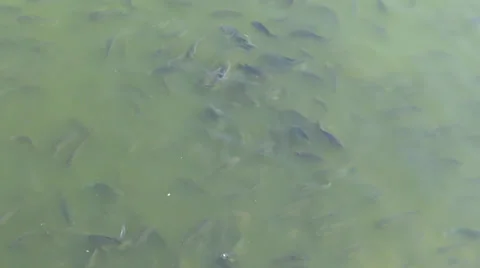 Fish feeding2 Stock-Footage 33402689