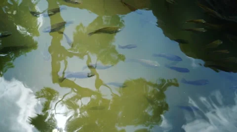 Fish for feet. Stock-Footage 62545207