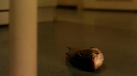 Fish fell to the floor Stock Footage 7903981