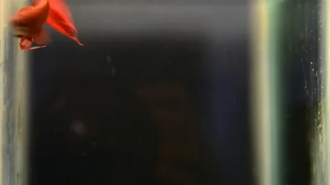 Fish fight moving underwater Stock Footage 79789182