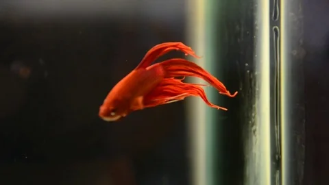 Fish fight moving underwater Stock Footage 79789511
