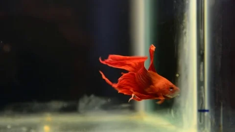 Fish fight moving underwater Stock Footage 79789517