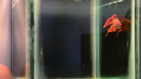 Fish fight moving underwater Stock Footage 79789550