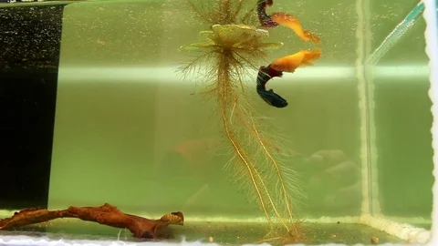 Fish fighting is embracing for breeding and egg collection. Stock Footage 77745354