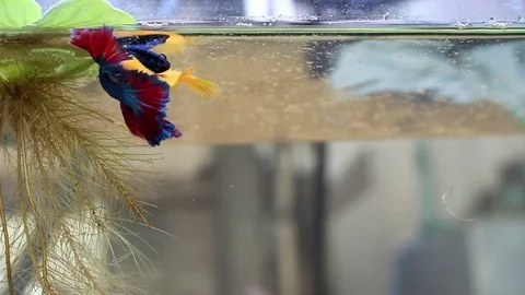 Fish fighting is embracing for breeding and egg collection. Stock Footage 77745358