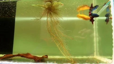 Fish fighting is embracing for breeding and egg collection. Stock Footage 77745367