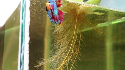 Fish fighting is embracing for breeding and egg collection. Stock Footage 77745376