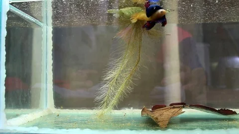 Fish fighting is embracing for breeding and egg collection. Stock Footage 77745400