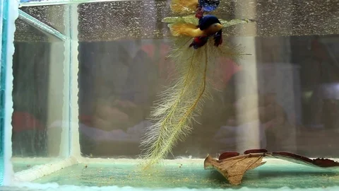 Fish fighting is embracing for breeding and egg collection. Stock Footage 77745405