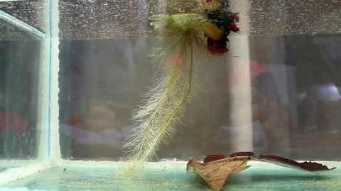 Fish fighting is embracing for breeding and egg collection. Stock Footage 77745481