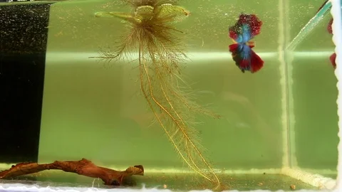 Fish fighting is embracing for breeding. Stock Footage 77745365