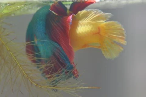 Fish fighting is embracing for breeding. Stock-Fotos