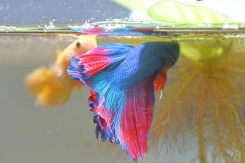 Fish fighting is embracing for breeding. Stock Photos