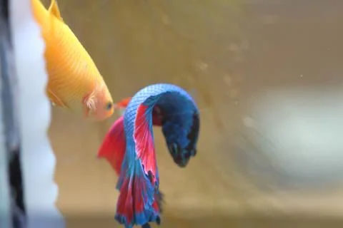 Fish fighting is embracing for breeding. Stock Photos