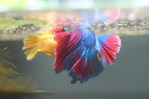 Fish fighting is embracing for breeding. Stock Photos