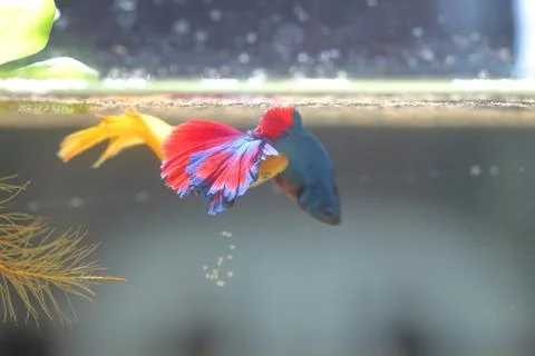 Fish fighting is embracing for breeding. Stock Photos