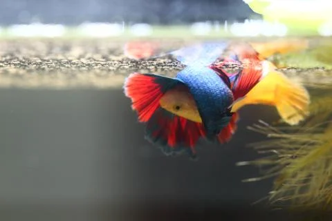 Fish fighting is embracing for breeding. Stock-Fotos