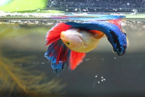 Fish fighting is embracing for breeding. Stock Photos