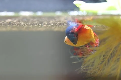Fish fighting is embracing for breeding. Stock Photos