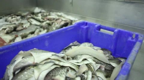 Fish filleting Stock Footage 39832818