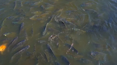 Fish finding food to eat from feed in pond Vidéo 121005627